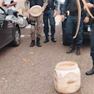 Jararaca no Centro? Morador segura tr&acirc;nsito at&eacute; cobra ser resgatada pela PMA