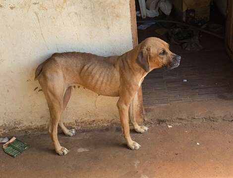 Homem &eacute; preso por maus-tratos ap&oacute;s c&atilde;o ser encontrado visivelmente desnutrido