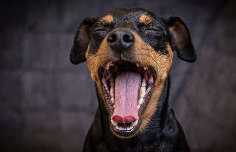 Voc&ecirc; sabia que tosse em cachorro pode esconder doen&ccedil;a s&eacute;ria?