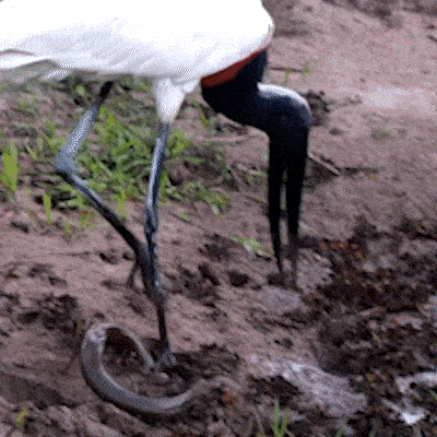 No Pantanal, tuiui&uacute; mata peixe-cobra a bicadas antes de engolir presa