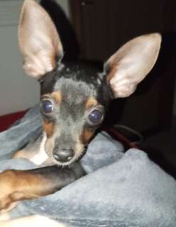 Pinscher de 5 meses some e fam&iacute;lia oferece recompensa para ach&aacute;-lo
