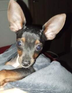 Pinscher de 5 meses some e família oferece recompensa para achá-lo Pinscher de 5 meses some e família oferece recompensa para achá-lo