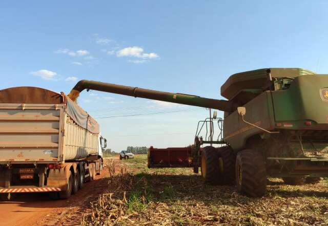 Colheita do milho em MS come&ccedil;a sob alerta para calor e irregularidade das chuvas