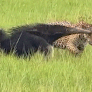 Frente a frente, on&ccedil;a e tamandu&aacute; protagonizam cena rara no Pantanal