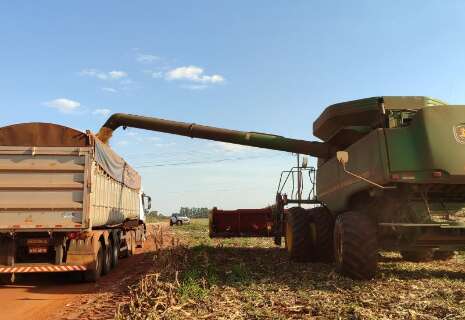 Colheita do milho em MS come&ccedil;a sob alerta para calor e irregularidade das chuvas
