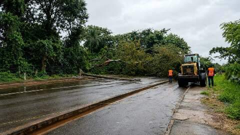 Temporal com 113 mm de chuva derrubou 35 &aacute;rvores e destelhou 10 casas