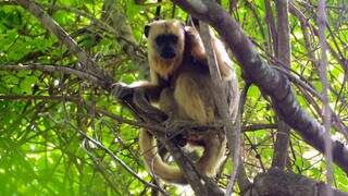 Tecnologia sobrevoa florestas de MS e encontra grupos in&eacute;ditos de primatas