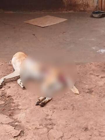 Cachorro &eacute; encontrado morto com sinais de viol&ecirc;ncia e tutor acaba preso