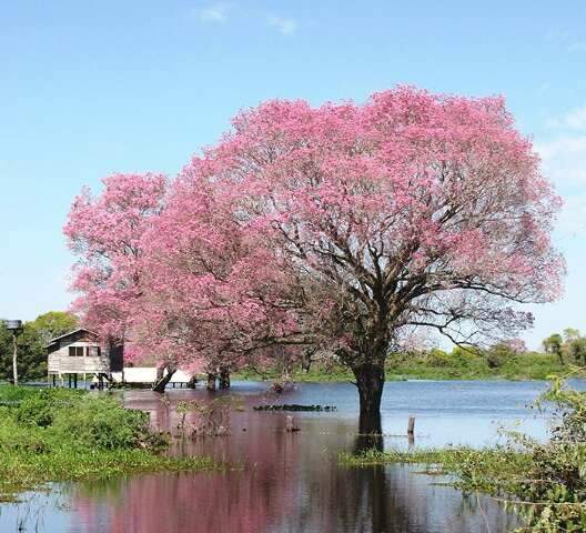 Pantanal tem cheia abaixo da m&eacute;dia em 2026, insuficiente para recompor a bacia
