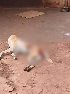Cachorro &eacute; encontrado morto com sinais de viol&ecirc;ncia e tutor acaba preso