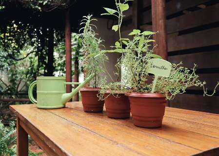 Chega de matar planta no frio, aprenda onde est&aacute;  voc&ecirc; est&aacute; errando