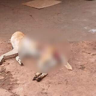 Cachorro é encontrado morto com sinais de violência e tutor acaba preso Cachorro é encontrado morto com sinais de violência e tutor acaba preso