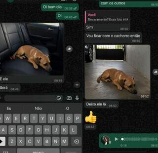 Caramelo desaparece e tutora denuncia golpes com imagens de IA