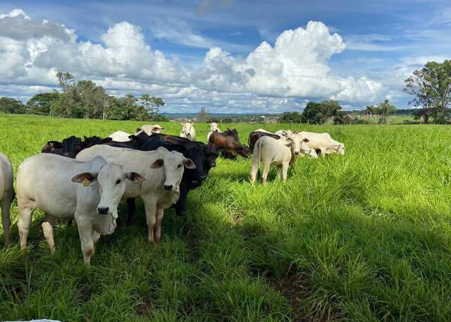IA entra na lavoura para ajudar produtor a combater plantas daninhas