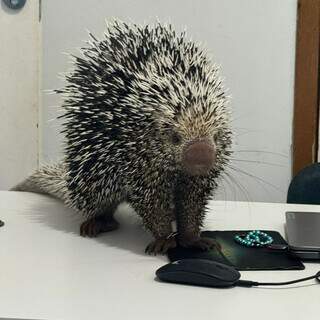 Porco-espinho invade e &ldquo;faz consulta&rdquo; em cl&iacute;nica veterin&aacute;ria da Capital