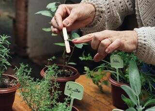 Chega de matar planta no frio, aprenda onde est&aacute;  voc&ecirc; est&aacute; errando