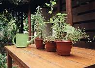 Chega de perder plantas no frio: veja os erros mais comuns no inverno