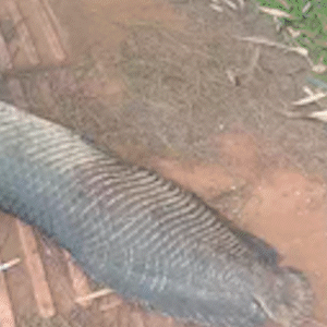 Pirarucu de quase 2 metros aparece morto em cal&ccedil;ada do Rita Vieira