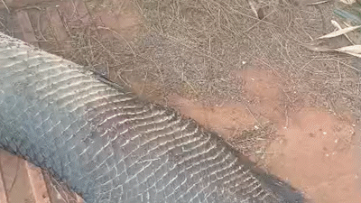 Pirarucu de quase 2 metros aparece morto em cal&ccedil;ada do Rita Vieira