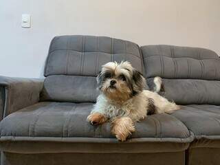 Seu pet pula no sofá todo dia e hábito pode prejudicar as articulações Seu pet pula no sofá todo dia e hábito pode prejudicar as articulações
