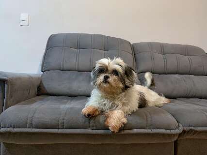 Pet pula no sof&aacute; todo dia? H&aacute;bito pode prejudicar as articula&ccedil;&otilde;es