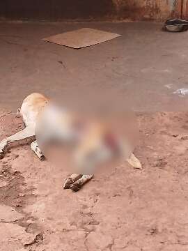 Cachorro &eacute; encontrado morto com sinais de viol&ecirc;ncia e tutor acaba preso
