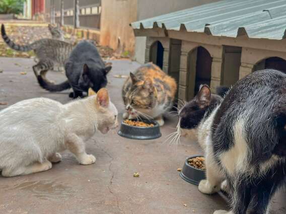 Por tr&aacute;s de casas cheias de animais, tese revela solid&atilde;o e risco &agrave; sa&uacute;de