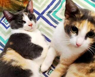 Gatos escondem sofrimento e sinais podem surgir em pequenos h&aacute;bitos 
