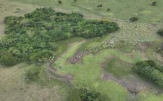 Gado invade &aacute;rea protegida em Bodoquena e MP instaura investiga&ccedil;&atilde;o ambiental