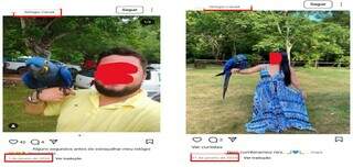 Pousada &eacute; investigada por atrair araras silvestres para fotos com turistas