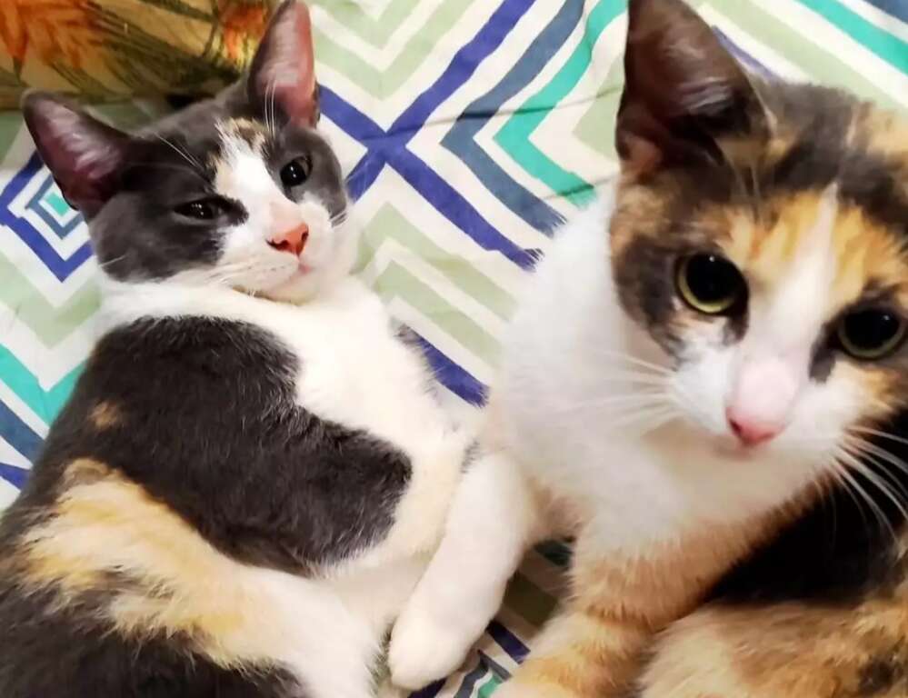 Gatos escondem sofrimento e sinais podem surgir em pequenos hábitos 