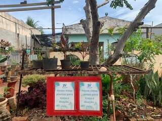 Floricultura na cal&ccedil;ada nasceu de uma dor e hoje colore vida de Elivan