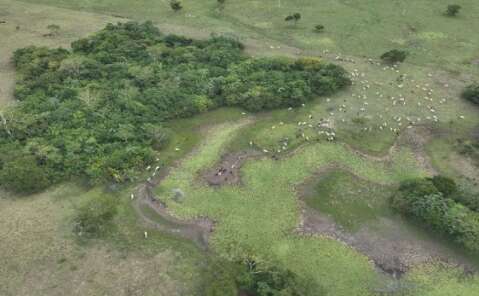 Gado invade &aacute;rea protegida em Bodoquena e MP instaura investiga&ccedil;&atilde;o ambiental
