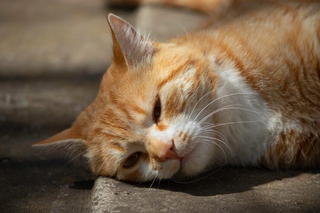 Gatos escondem sofrimento e sinais podem surgir em pequenos h&aacute;bitos 