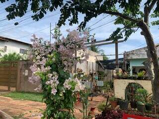 Floricultura na cal&ccedil;ada nasceu de uma dor e hoje colore vida de Elivan
