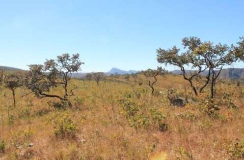 Cerrado cobre 62% de MS, mas espera h&aacute; 16 anos lei nacional de prote&ccedil;&atilde;o