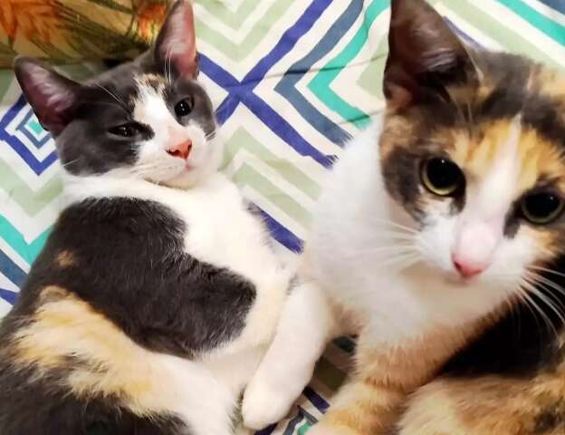 Gatos escondem sofrimento e sinais podem surgir em pequenos h&aacute;bitos 