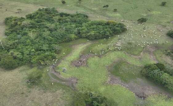 Gado invade &aacute;rea protegida em Bodoquena e MP instaura investiga&ccedil;&atilde;o ambiental