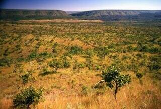 Cerrado cobre 62% de MS, mas espera há 16 anos lei nacional de proteção Cerrado cobre 62% de MS, mas espera há 16 anos lei nacional de proteção