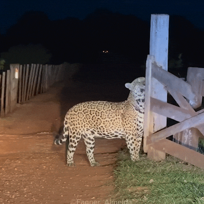 V&iacute;deo mostra Formoso marcando territ&oacute;rio no Pantanal 