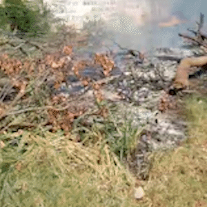 Terreno abandonado vira foco de inc&ecirc;ndios e preocupa moradores