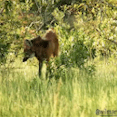 Mais um: lobo-guar&aacute; &eacute; flagrado marcando territ&oacute;rio em fazenda