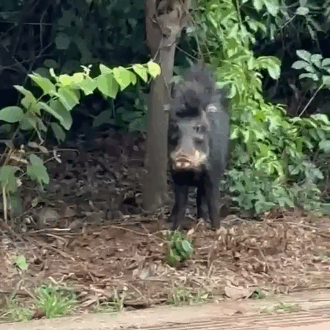 Nem cobra, nem capivara: queixada vira atra&ccedil;&atilde;o no Parque dos Poderes