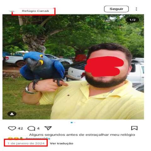 Pousada &eacute; investigada por atrair araras silvestres para fotos com turistas