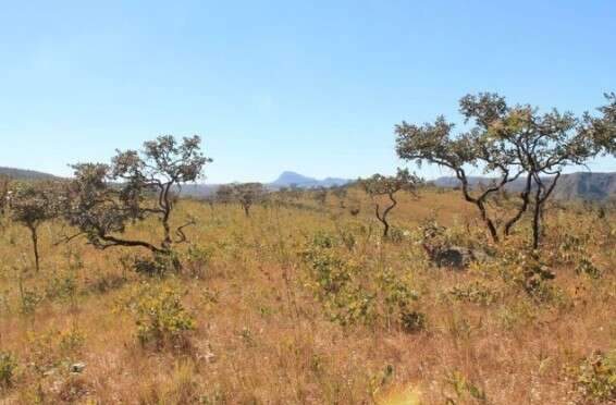 Cerrado cobre 62% de MS, mas espera h&aacute; 16 anos lei nacional de prote&ccedil;&atilde;o