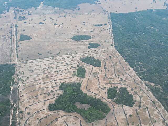 Pantanal reduz desmatamento em 48%, mas ainda perde 12 mil hectares