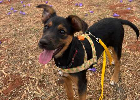 Peitoral errado pode fazer passeio virar pesadelo e causar dor nos c&atilde;es