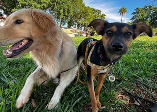 Peitoral errado pode fazer passeio virar pesadelo e causar dor nos c&atilde;es