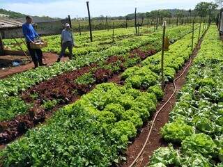 Pequenas propriedades puxam crescimento da produção orgânica em MS Pequenas propriedades puxam crescimento da produção orgânica em MS