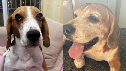 Casal de beagles desaparece no Nossa Senhora das Gra&ccedil;as e fam&iacute;lia pede ajuda